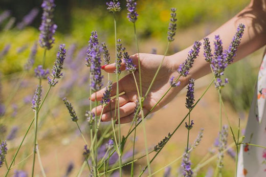 Linalool: Wirkungen, Anwendungen & Fakten