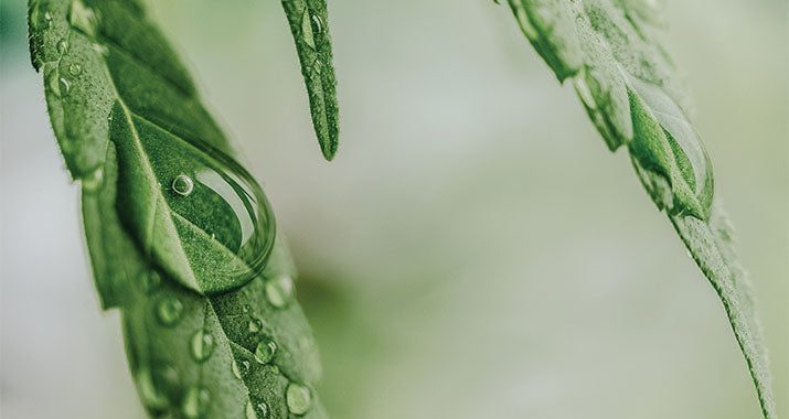 CBD und das Endocannabinoidsystem – CBD Blog