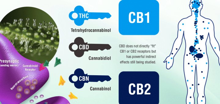 Was sind Cannabinoid Rezeptoren?