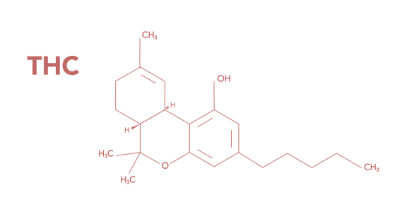 Was ist THC (Tetrahydrocannadinol)?