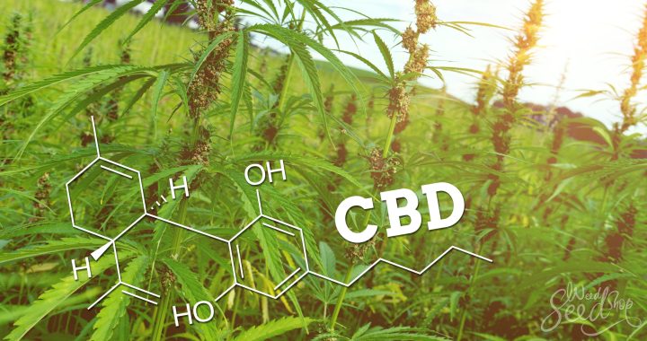 WHO-Bericht findet keine Risiken für die Gesundheit von CBD