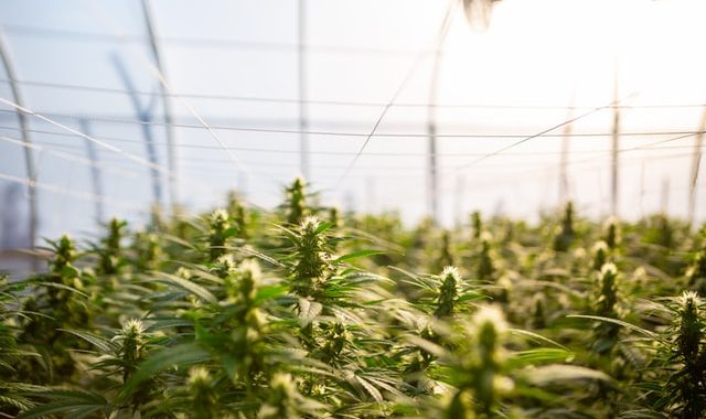 Diese 5 Fehler sollten Sie beim Kauf von CBD Blüten vermeiden