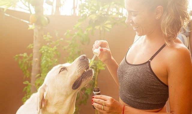 CBD für Tiere: Wirkung, Studien und Dosierung