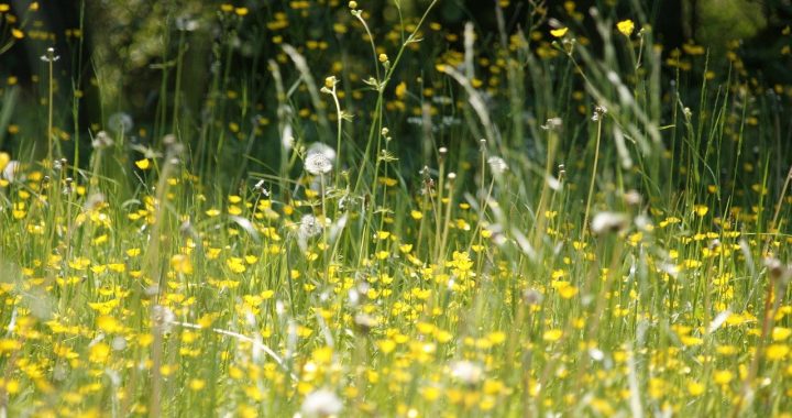 CBD bei Heuschnupfen? So könnte CBD bei Allergien helfen