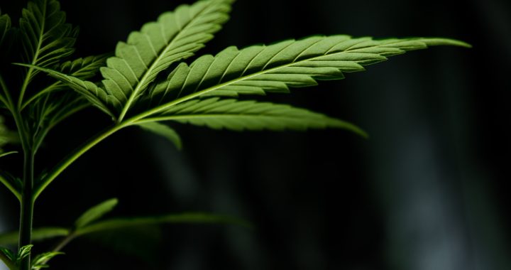 5 häufige Irrtümer über CBD Blüten