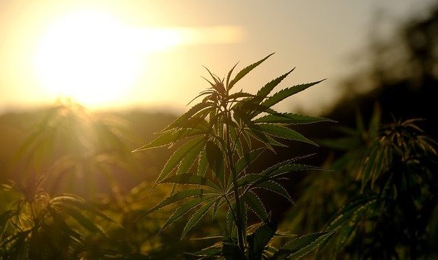 Wie sich CBD und THC unterscheiden