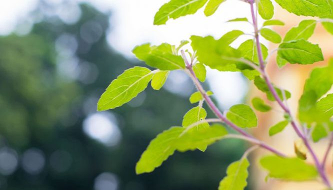 Tulsi: Heiliges Basilikum – Vorteile & Nutzung