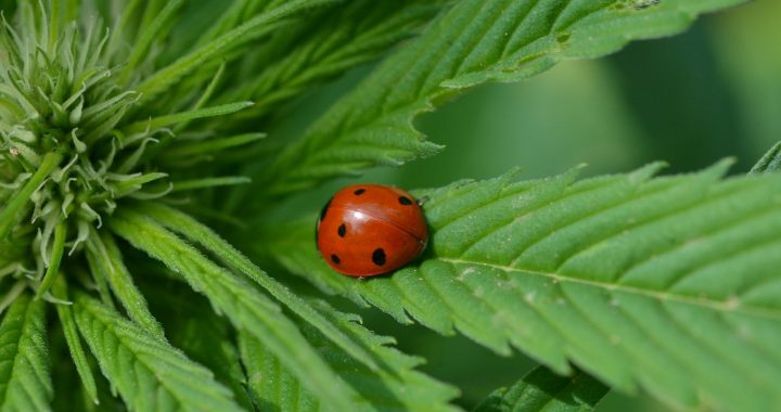 Wie wählt man ein hochwertiges CBD-Produkt aus?